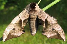 The more olfactory cells you have, the better you can perceive smells. Which Animal Has The Best Sense Of Smell Let S Try To Understand