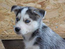 It is usually intelligent, loyal, and active. Amber Husky Mix Welpe Sucht Ein Zuhause Hunde Brauchen Hilfe Verlassene Pfoten De