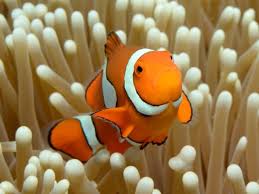It remains unknown how such. Symbiotic Relationships Greater Cleveland Aquarium