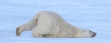It S Monday So Here Are 19 Perfectly Looped Animal Gifs Polar Bear Animal Gifs Animals