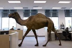 The idea of a camel walking around an office and everyone acting as though it's no big deal in itself is funny, but it's the camel's voice that really sells the ad. Hh S Hump Day Nfl Pick Em Hogs Haven