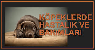 Kopeklerde Hastaliklar Ve Bakimlari