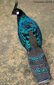Pin By Cihangir Bozkurt Muharip Gaz On Kuslar The Birds Beautiful Birds Pet Birds Animals Beautiful