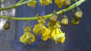 Image result for Schizolobium parahyba