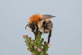 Image result for Bombus pascuorum
