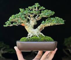 Image result for Premna hans-joachimii