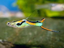 Y:twilight(endlers/japan blue) ｙ型エンドラーズジャパンブ contact support. Endler Guppy Fish Habitat Care Feeding Tank Size Breeding Aqua49
