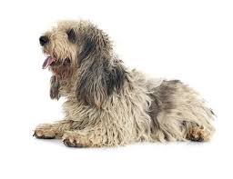 Image result for malý vendéeský hrubosrstý honič