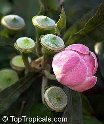 Image result for Manniella gustavi