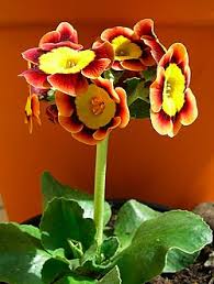 Image result for Primula