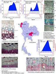 Image result for Xylopia wilwerthii