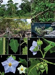 Image result for Solanum schumannianum