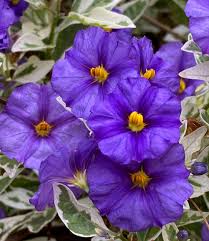 Image result for Lycianthes rantonnetii