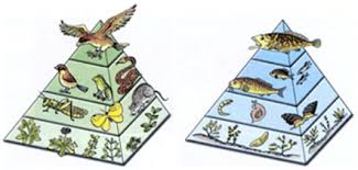 Terms in this set (13) food chains. The Food Chain