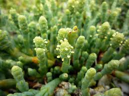 Image result for Salicornia perrieri