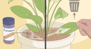 Its in a 4 pot. How To Grow A Sunflower In A Pot 12 Steps With Pictures