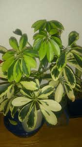 シェフレラ カポック の育て方 植え替えの方法は 水栽培もできる Greensnap グリーンスナップ