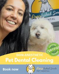 Non-anesthetic pet dental cleaning services