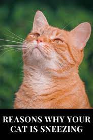 Reasons Why Your Cat Is Sneezing Cat Sneezing Cats Funny Cats