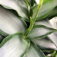 Image result for Murdannia stricta