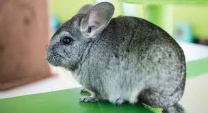 It covers over 70% of the planet, with marine plants supplying up to 80% of our oxygen,. What Do Chinchillas Eat In The Wild Trivia Questions Quizzclub