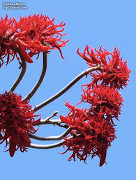 Image result for Erythrina abyssinica