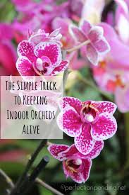 How To Keep An Indoor Orchid Alive For A Year Or More Perfection Pending Indoor Orchids Orchids Orchid Care