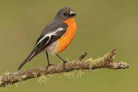 The team of batman and robin is commonly referred to as the dynamic duo or the caped crusaders. Flame Robin Wikipedia