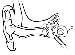 Substances outside the cell are moved into cytoplasm via a vesicle. Anatomy Of The Ear Coloring Ear Anatomy Ear Diagram Anatomy