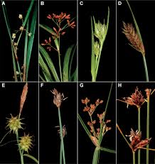 Image result for Cyperaceae