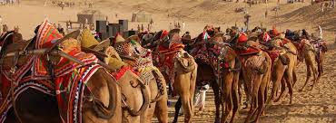 Other breeds of camel are mewati,malwi,marwari and jalori. Camel Festival 2020 An Event Which Pays Tribute To Ship Of The Desert