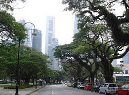 We has announced that 'singapore rain map' will be terminated. Rain Tree Heritage Trees Gardens Parks Nature National Parks Board Nparks