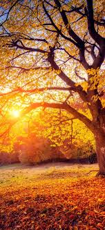 Choose from a curated selection of sunset wallpapers for your mobile and desktop screens. Autumn Sunset Wallpaper Kolpaper Awesome Free Hd Wallpapers