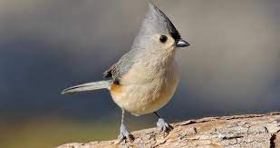 We did not find results for: Tufted Titmouse Identification All About Birds Cornell Lab Of Ornithology
