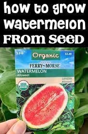 How To Grow Watermelon From Seed Easy Tips In 2021 How To Grow Watermelon Watermelon Plant Growing Watermelon From Seed