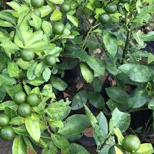 Peluang sejuk di era kepanasan. Limau Kasturi Pokok Tut Price Promotion May 2021 Biggo Malaysia