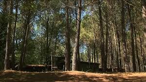 Celle qui installait ses guetteurs et ses chasseurs dans des cabanes à plusieurs mètres du la tradition résiste : Palombe La Fievre Bleue A Louchats Tresors Et Pepites