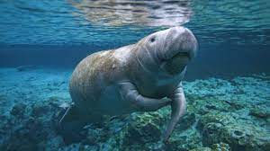 I stay a wekeend, great place if you gone vist center and nort island. Seekuhe In Florida Crystal River Manati Hauptstadt Wissen Sz De