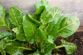 Wie man mangold anbauen kann, welcher standort und boden sich dafür eignet und wann geerntet werden kann, erklären wir im artikel. Mangold Anbauen Blattmangold Sonjas Gartenfreuden