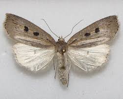 Image result for Chilodes maritima