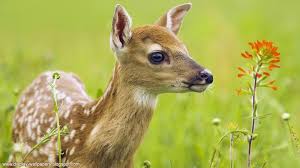 Over 40,000+ cool wallpapers to choose from. 41 Hd Funny Animal Wallpapers 1080p On Wallpapersafari