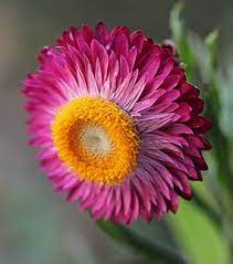 Pin On Flowers Flores