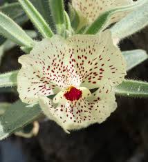 Image result for Craterostigma hirsutum