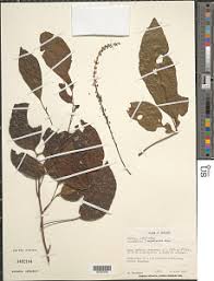 Image result for Allophylus ferrugineus