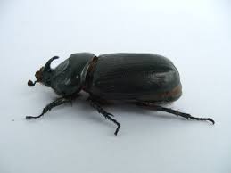 What is the lifespan of a rhino beetle? Asiatic Rhinoceros Beetle Wikipedia