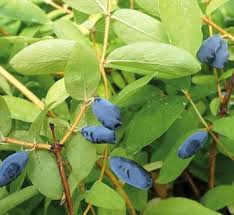 Image result for Lonicera confusa