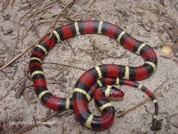 Black And Yellow Snake Georgia Poisonous Home Hunters Biology Site Beautiful Snakes Snake Colorful Snakes
