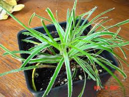 Image result for Ficinia