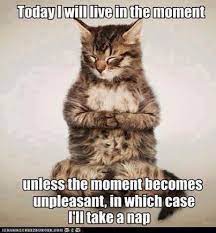 Live In The Moment Grappige Huisdieren Grappige Dieren Grappige Dierenhumor