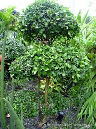 Image result for Streblus